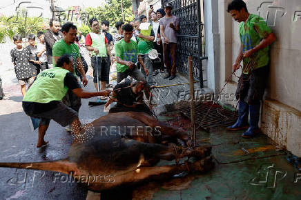 People gather as a sacrificial animal is tied up before it is slaughtered, during a ritual of Eid al-Adha celebrations in Jakarta