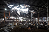 Cows lie dead in a cowshed that was hit by a rocket fired from Lebanon into Israel, amid cross-border hostilities between Hezbollah and Israel, near Haifa