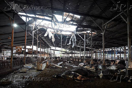 Cows lie dead in a cowshed that was hit by a rocket fired from Lebanon into Israel, amid cross-border hostilities between Hezbollah and Israel, near Haifa