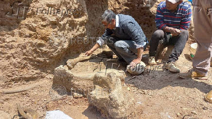 Researchers uncover remains of Ice Age mastodons in Peru