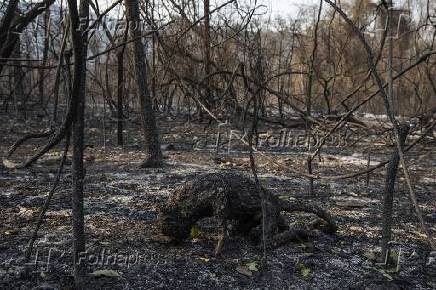 O fotogrfico Lalo Almeida venceu o World Press Photo 2021 na categoria Meio Ambiente