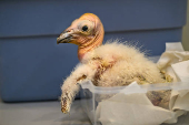 Zoolgico de Los ngeles celebra rcord de polluelos nacidos de cndores de California