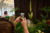 Endangered corpse flower, nicknamed Putricia, blooms