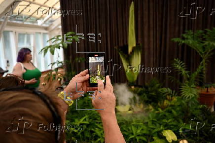 Endangered corpse flower, nicknamed Putricia, blooms