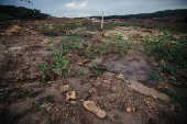 Vegetao comea a surgir na lama endurecida de rejeitos de minrio em Brumadinho