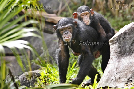 Famlia de chimpanzs no Zoolgico de So Paulo