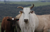 Rebanho de Red Angus e Nelore em pastagem