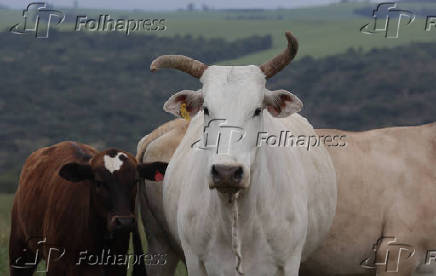 Rebanho de Red Angus e Nelore em pastagem