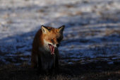 A red fox sits in a snowy field in the late day sun at Fort Hancock in Sandy Hook, New Jersey