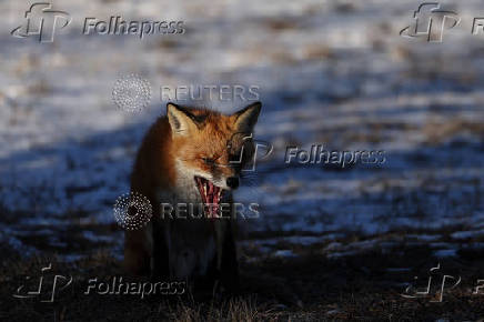 A red fox sits in a snowy field in the late day sun at Fort Hancock in Sandy Hook, New Jersey