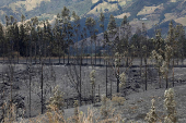 A charred forest area is seen following a wildfire in Tumbaco