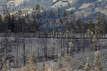 A charred forest area is seen following a wildfire in Tumbaco