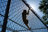 Tulane's primate research center pivots to coronavirus