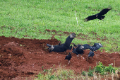 FILE PHOTO: Vultures fly near a place where birds infected with Newcastle disease were burie