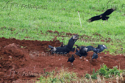 FILE PHOTO: Vultures fly near a place where birds infected with Newcastle disease were burie