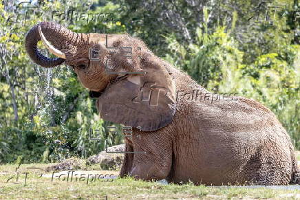 Ivory surrender event to encourage public to save elephants