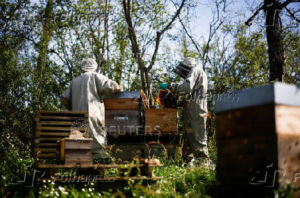 French beekeeper Alain Branchereau works with an employee on a beehive in Montrelais
