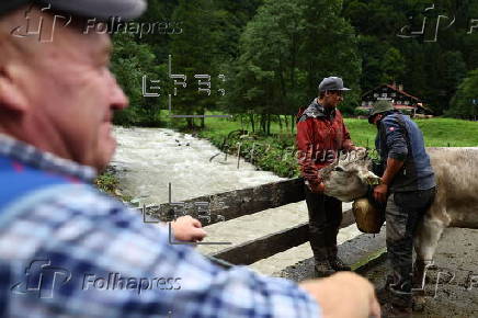 Cows get traditional bells before the annual Viehscheid festival in Bad Hindelang