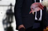 U.S. President Biden pardons the ThanksgivingTurkeys during the annual ceremony at the White House in Washington