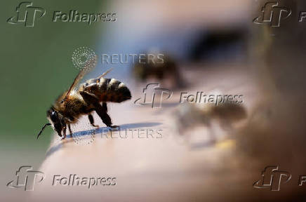 A bee flies out from the hive in Montrelais