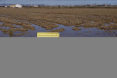 Limpieza en La Albufera tras la DANA