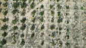 A drone view shows the farm of 