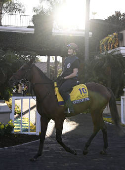 Horse Racing: Breeders' Cup Championship-Workouts