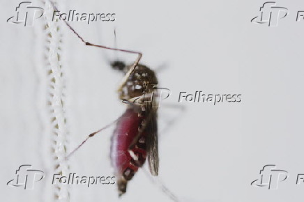 Mosquito aedes aegypti selvagem com a barriga cheia