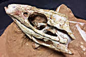 Fssil do crocodilo Caipirasuchus mineirus, preservado em (MG)