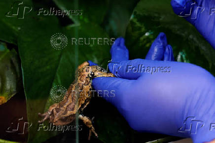 Quito Zoo introduces endangered Andean frogs to restored habitats, in Quito