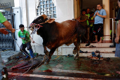 People tie up a sacrificial animal before it is slaughtered, during a ritual of Eid al-Adha celebrations in Jakarta