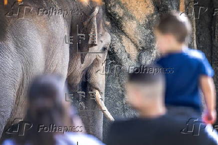 Ivory surrender event to encourage public to save elephants