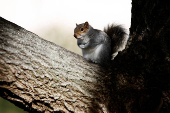 A squirrel sits on a tree in Washington