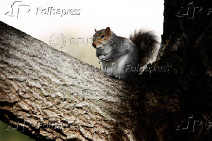 A squirrel sits on a tree in Washington