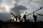FILE PHOTO: Corn plants are seen silhouette outside Sikeston, Missouri