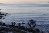 Ballena jorobada varada en la costa de Massachusetts