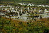 AMAZONAS - 01 MAIO DE 2005: Reserva