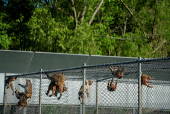 Tulane's primate research center pivots to coronavirus