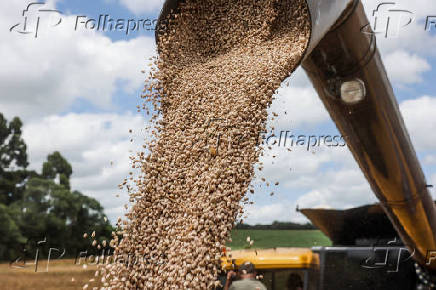 Colheita de feijo carioquinha no PR