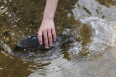 Children assist with trout stocking in Massachusetts