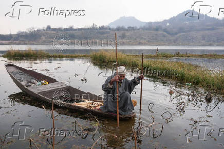 A Kashmiri man uses a stick with a metal hook while harvesting lotus stems locally known as ?Nadur? at Nigeen Lake in Srinagar