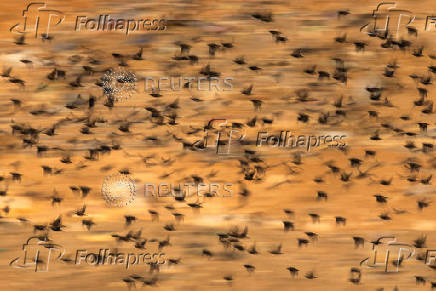 A murmuration of migrating starlings fly at a landfill site near Beersheba