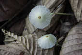 Cogumelos no Parque Nacional da Serra do Divisor, Acre