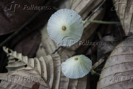 Cogumelos no Parque Nacional da Serra do Divisor, Acre