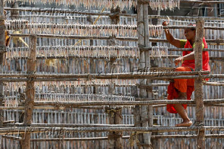 Woman hangs fish to dry on a hot day in Mumbai