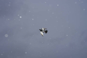 A pigeon flies during the city's first snowfall of the season, on the first day of winter in the Queens borough of New York City