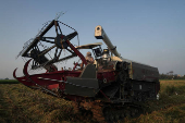 A farmer uses a paddy harvester in a rice field in Kalampura village