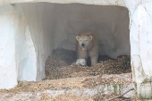 A female polar bear, Nuka, stands next to her cub, in Karlsruhe