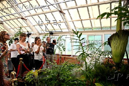 Endangered corpse flower, nicknamed Putricia, blooms