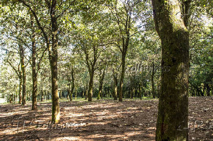 Ips brancos no interior do Bosque Municipal Rangel Pietraroia no municpio de Marlia